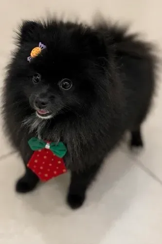 Spitz Alemão