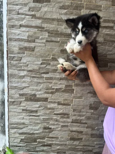 Husky siberiano-Cães de porte médio a grande para companhia