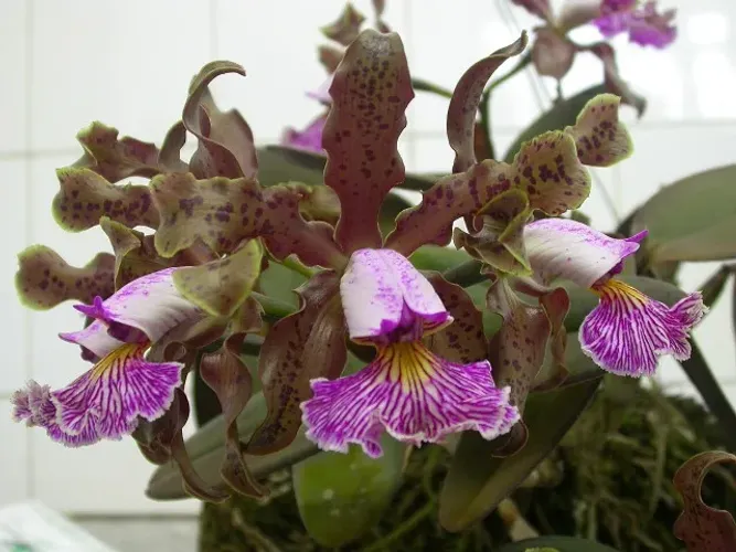 Orquídea Cattleya schilleriana