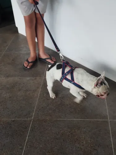 Bulldog francês puro disponível pra cruzar ou ensiminacao
