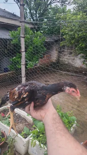 Frangos Indios, Brahma, Novogen 60 dias