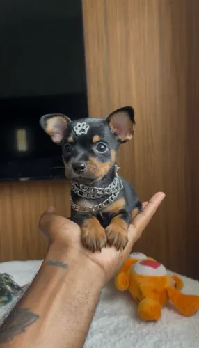 Pincsher machinho miniatura