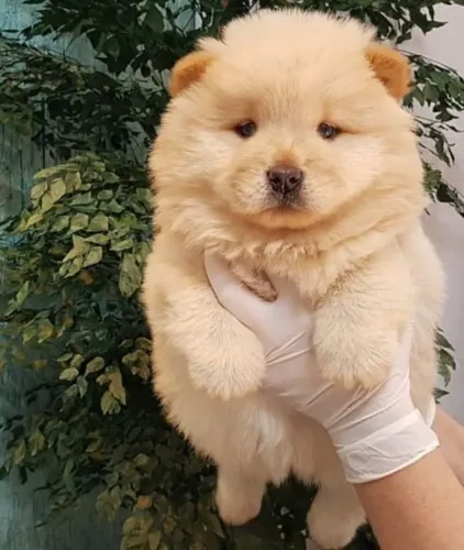 Chow chow