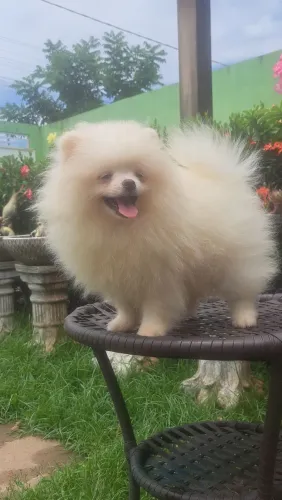 Venda de filhotes spitz alemão. 