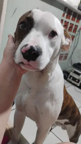 Doa- se Pitbull