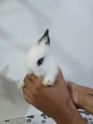 Coelho Mini Lion