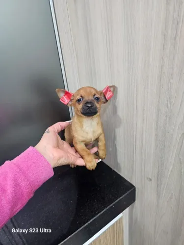 Lindas pinscher 