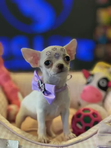 Filhote de chihuahua 