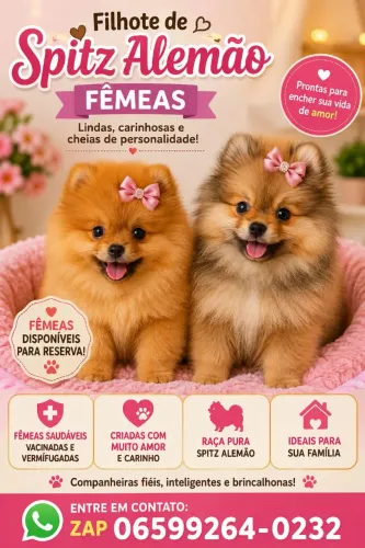 Spitz alemão femeas