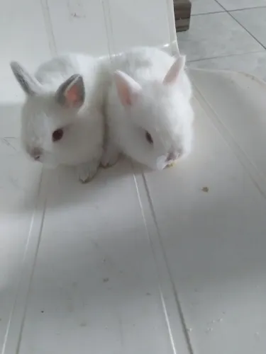 Coelhos anão