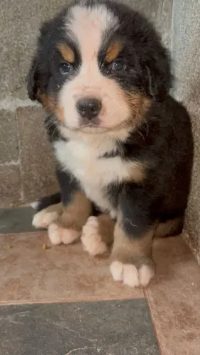 Bernese Mountain | Me chama no WhatsApp para combinarmos a entrega.