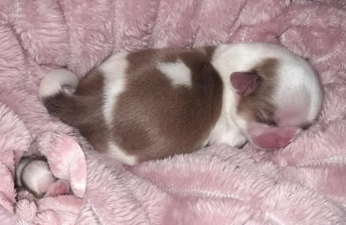 Shih Tzu reserva menino