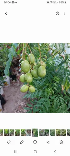 Plantas enxertadas