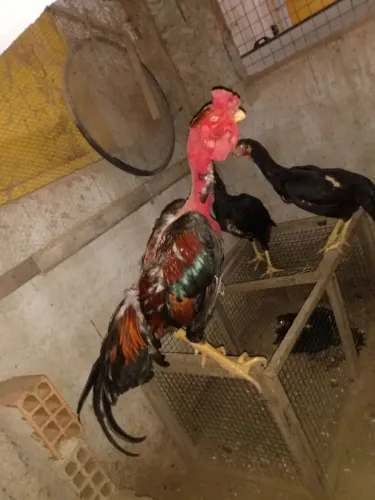 Bico Curto Polaco
