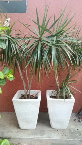 Plantas ornamentais - Dracena com vaso