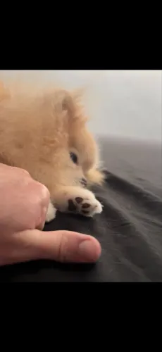 Cobertura de Lulu da pomerania micro (adulto de 3 anos e pesa 1,8kg) linhagem importada 