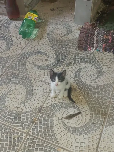 Doação de gatinhos filhotes