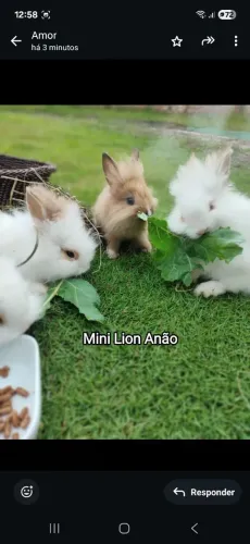 Mini lion