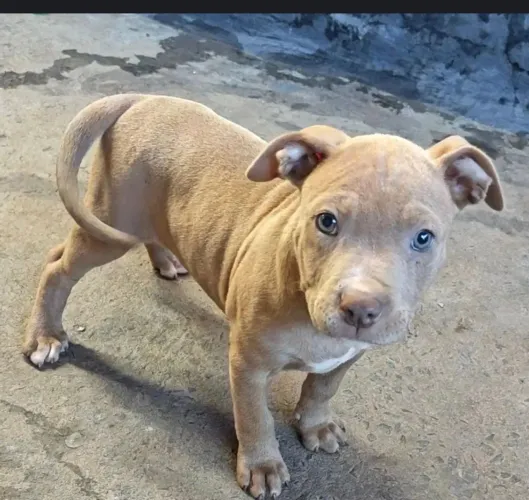Pitbulls