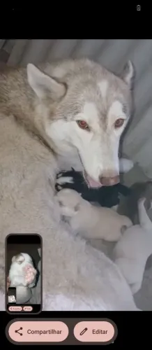 Filhotes de husky siberiano