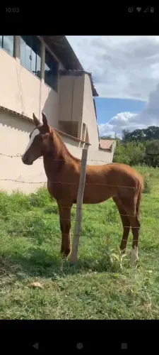 Potra mangalarga paulista