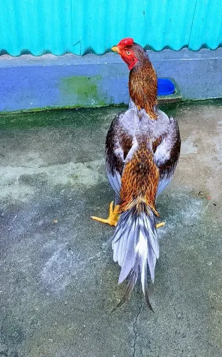 Galo