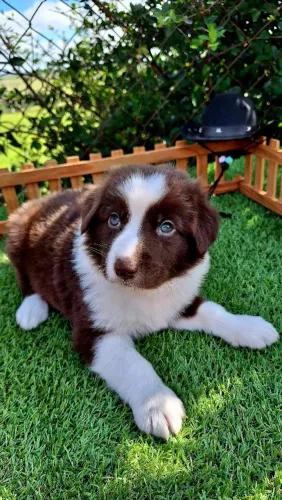 Lindos Filhotes de Border Collie disponíveis para entrega!