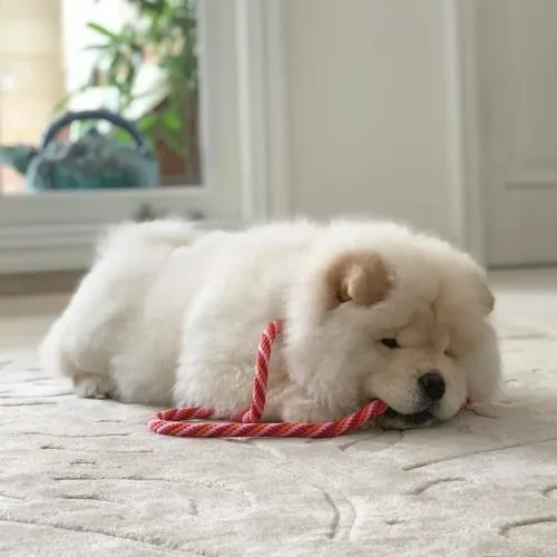 Chow chow americano perfeitos filhotes