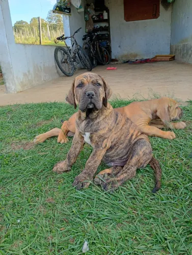 Filhotes de Fila Brasileiro