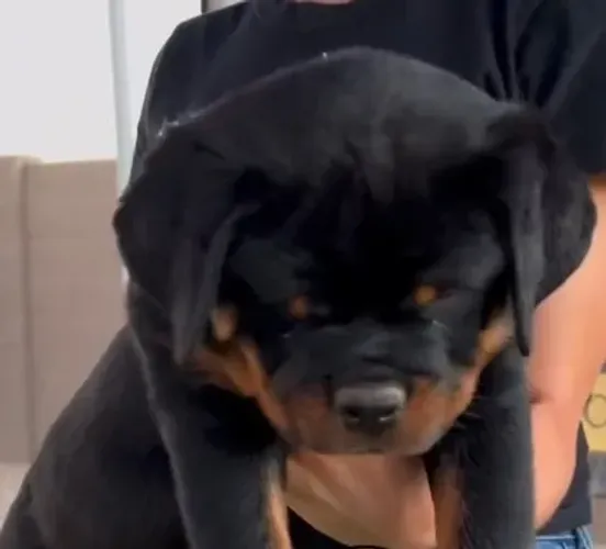 MACHOS E FÊMEAS DE ROTTWEILER DISPONÍVEIS