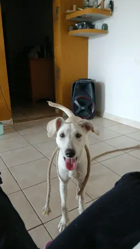 Cachorrinha Dócil