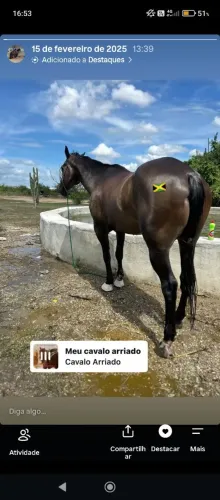 Cavalo de esquerda ganhando de prêmios