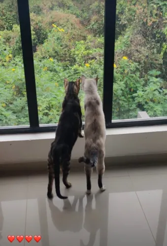 Doa-se dois gatinhos