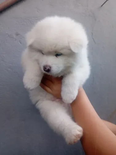 Filhote macho de akita inu branco