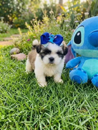 Promoção de Shihtzu Mini