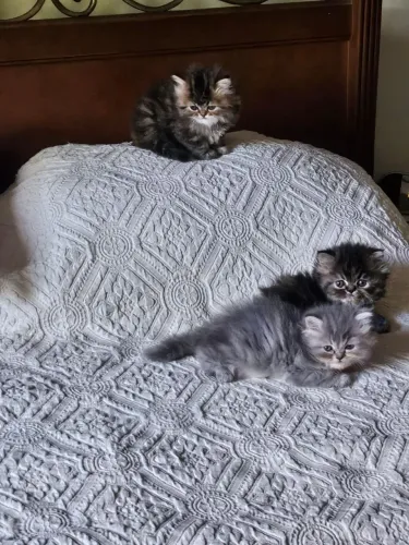 Gatos persas "extremados"