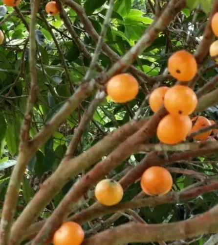 Árvore de Rara Frutífera Cambucá C/ 5 metros Altura Produzindo