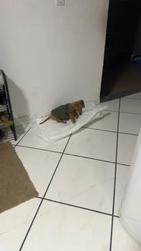 Dachshund 