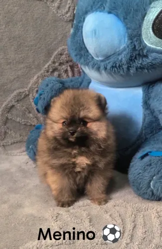 Lulu da Pomerânia 