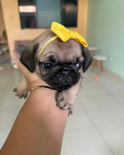 Pug fêmea e macho disponível 