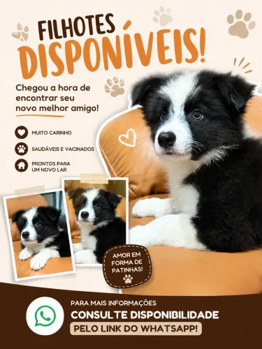 Border collie 