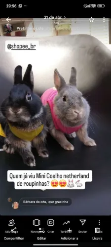 mini coelhos netherland