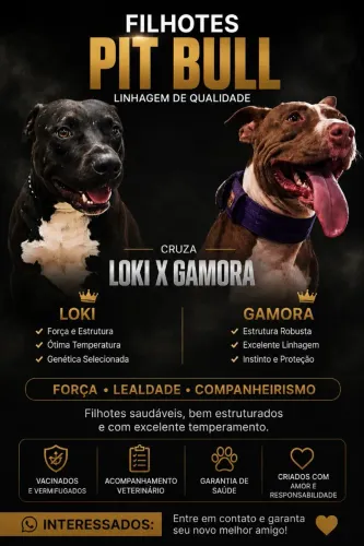 vendo filhote de pitibul 