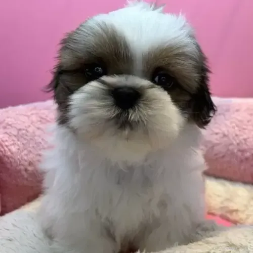 Filhotinhos de Shih Tzu/ Shitzu de companhia mini brincalhões macho e fêmea em São Paulo