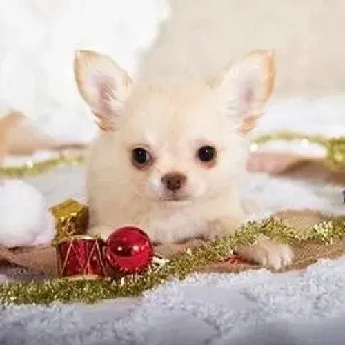 Chihuahua,Chihuahua Filhote Pronto Para Novo Lar