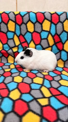 Porquinho da Índia Filhote