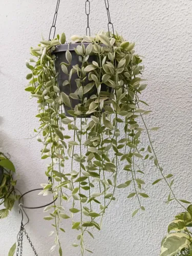 Naturais