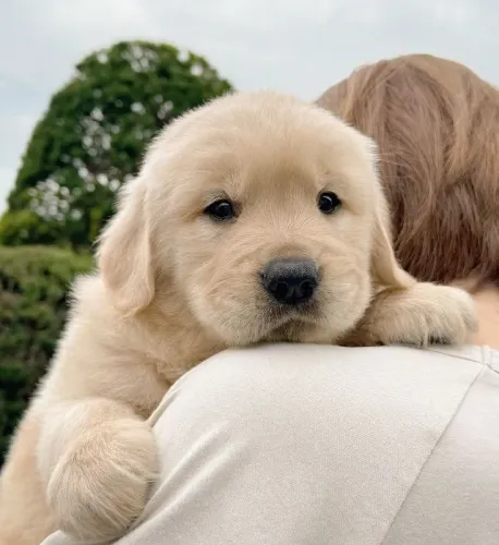Filhotes de Golden Retriever | Carinho que conquista corações.