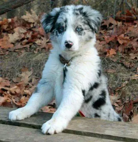 Border Collie filhote energia sem fim