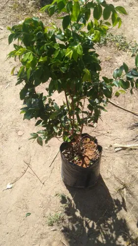 jabuticaba híbrida(precoce)com 70 cent a 1 metro no ponto de floração.